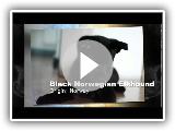 Raça de cães elkhound noruegueses negros